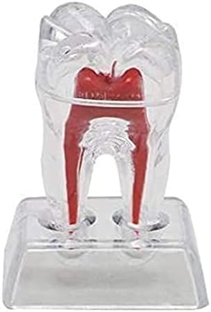 2 PCS Model zubnih zuba, Model Anatomy Model Model Anatomy Model Model, modeli stomatološke skrbi Modeli stomatološkog obrazovanja