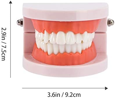 Doitool lažni nosači zubi model zuba Model četkanja model prakse Djeca stomatološka nastava Studij Opskrba modela skrbi za