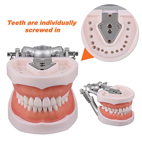 Model zuba Typodont ultrazvuka uključuje 24pc posebnih crnog zamjenskih zuba, zubni tipkodont s 32 uklopljivim zubima za