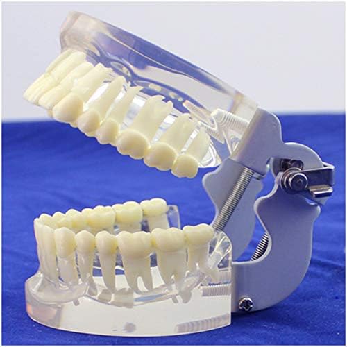 KH66ZKY zubi ortodontski demonstracijski model - Standardni model zuba - sa standardnim artikulatorom zuba, za doktorski