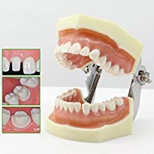 Zubna snaga Standardni model čeljusti zuba C
