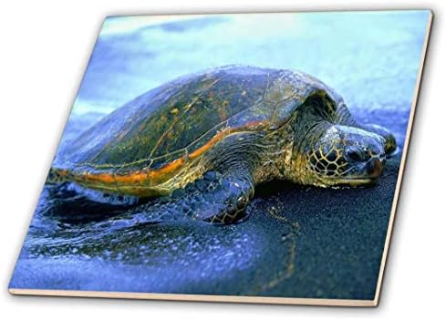 Havajska morska kornjača 3 inča-keramičke pločice, 4 inča